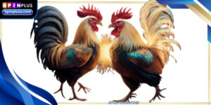 best-cockfighting-sites