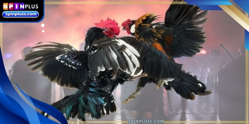 Best cockfighting sites prioritize legal compliance to protect their users