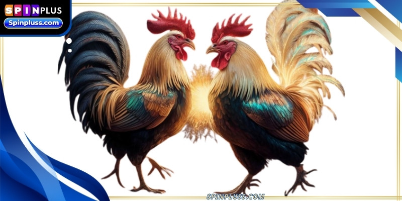 best-cockfighting-sites