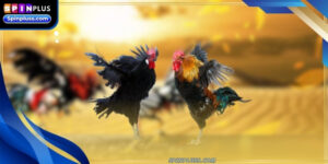 cockfighting-online-ava