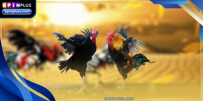 cockfighting-online-ava