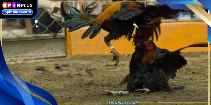 The basic rules of cockfighting online are quite similar to traditional formats