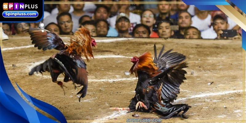 Cockfighting online is broadcast live from licensed international worldwide