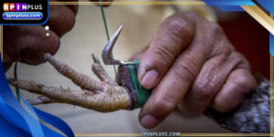 knife-cockfighting-ava