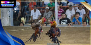 live-cockfighting-ava