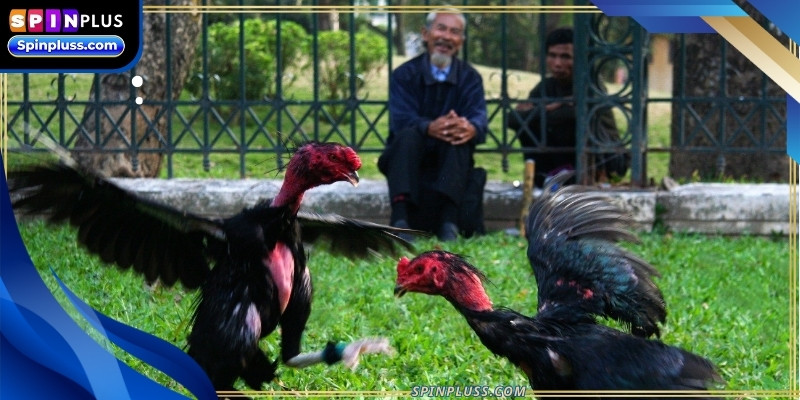 Live cockfighting has participants due of products and very attractive odds