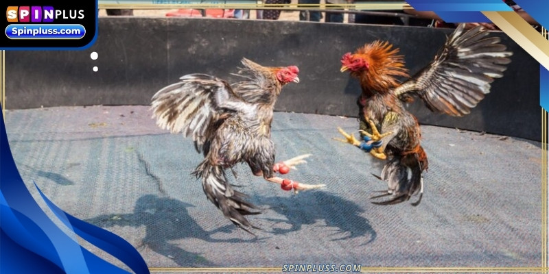 Live cockfighting offers several superior features compared to old-fashioned way