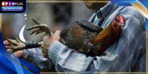 steel-spur-cockfighting-ava