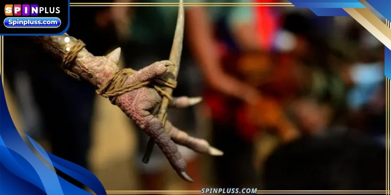 Steel spur cockfighting requires specific types of birds that possess the strength